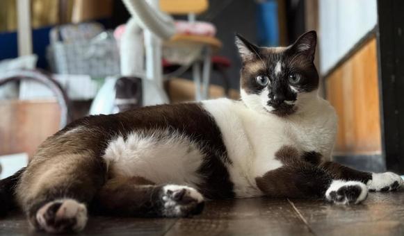 猫 猫 ネコ,動物,ねこの写真素材