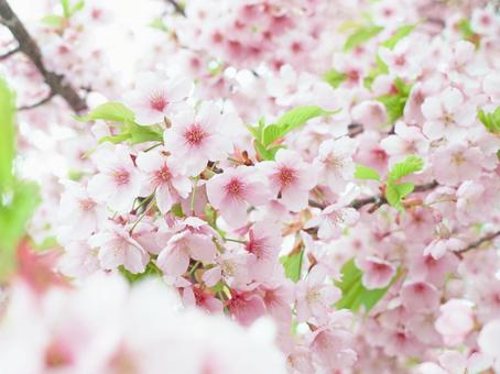 桜イメージ2 桜イメージ2の写真