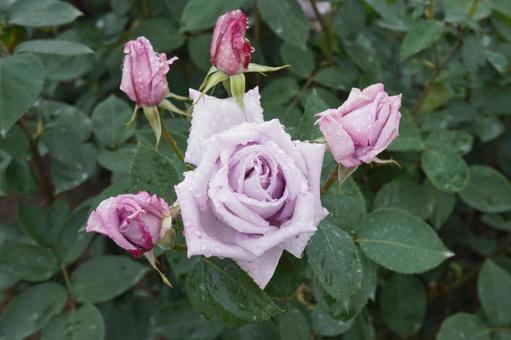 雨に濡れたバラ(ブルームーン)01 雨に濡れたバラ(ブルームーン)01 バラ,薔薇,春バラの写真素材