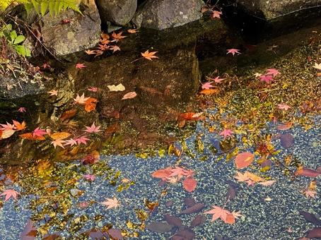 池に浮かぶ紅葉 池に浮かぶ紅葉の写真