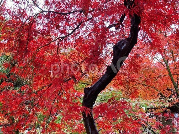 紅葉 紅葉,もみじ,秋の写真素材