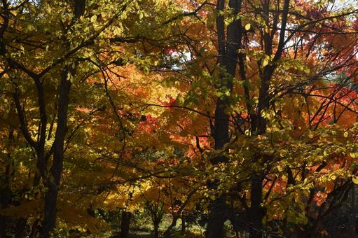 紅葉１ 自然,素材,景色の写真素材