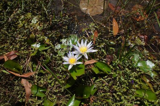 flower, JPG