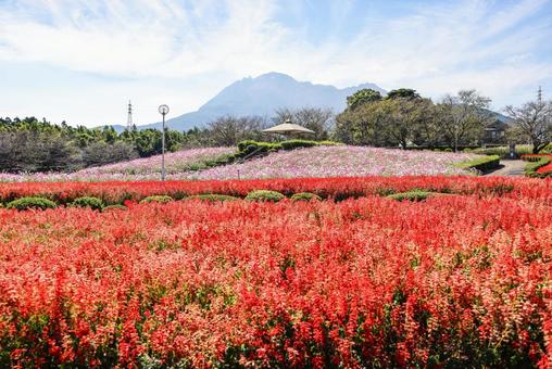 有明の森フラワー公園のサルビアとコスモス 有明の森フラワー公園のサルビアとコスモス サルビア,赤,朱色の写真素材