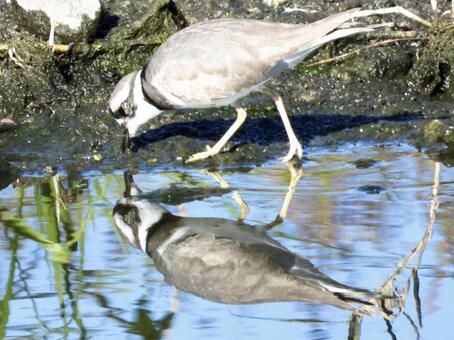 水辺で餌をとるイカルチドリ 鳥,野鳥,イカルチドリの写真素材