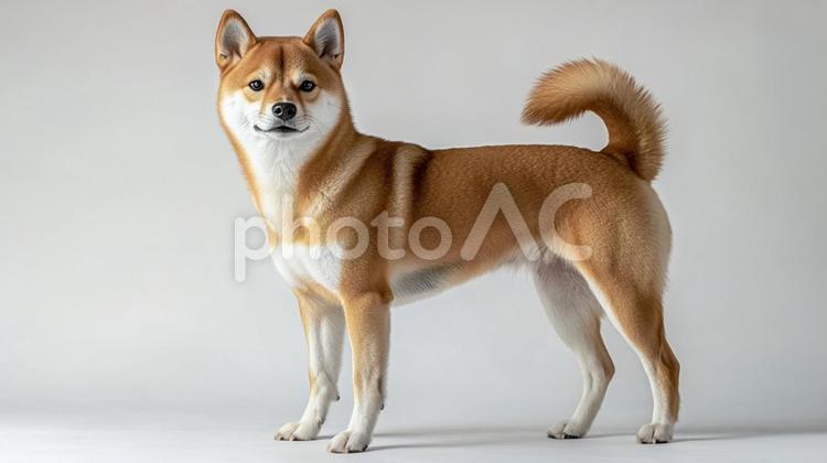 柴犬3 柴犬,豆柴犬,豆芝の写真素材