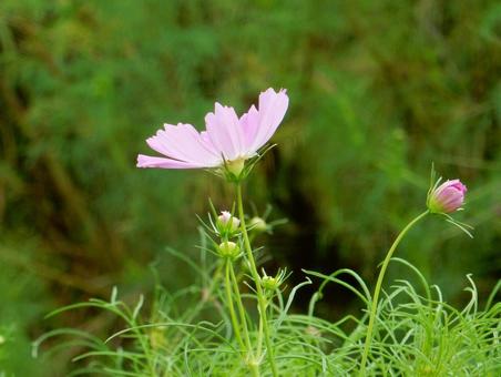 【花の写真】コスモス（秋桜） コスモス,秋桜,自然の写真素材