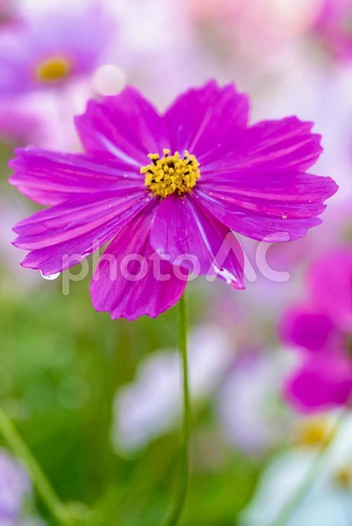 コスモスの花と朝露のきらめき コスモス,花,秋の写真素材
