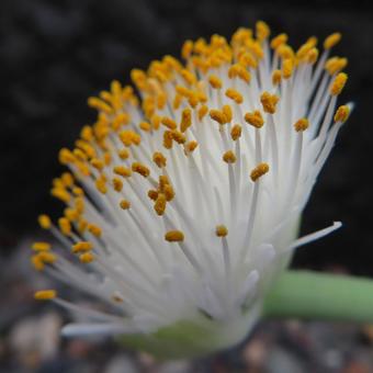 マユハケオモト（ハエマンサス） マユハケオモト,ハエマンサス,花の写真素材