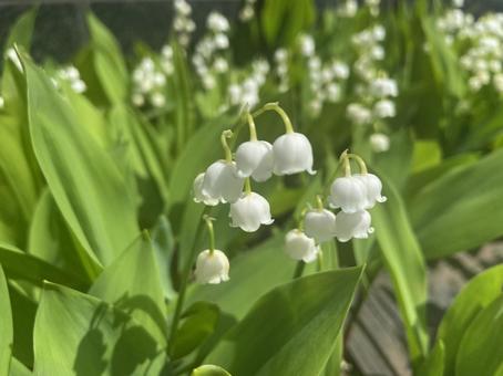 可憐に咲くスズラン 可憐に咲くスズラン スズラン,鈴蘭,札幌市の花の写真素材