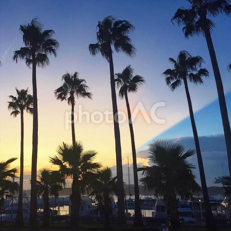 ヤシの木 ヤシ科,浜,木の写真素材