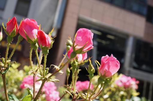 薔薇 薔薇の写真