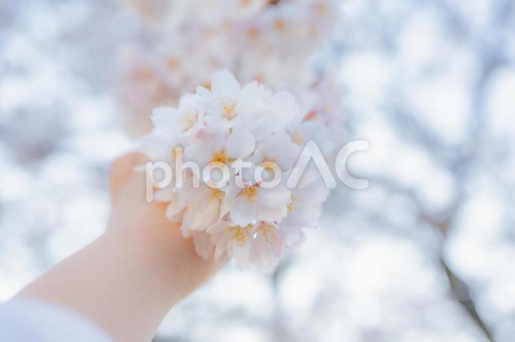 桜を持つ手 春,サクラ,さくらの写真素材
