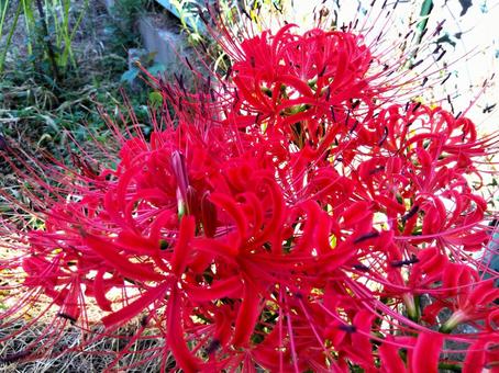 彼岸花 3 彼岸花 3 彼岸花,ヒガンバナ,曼珠沙華の写真素材