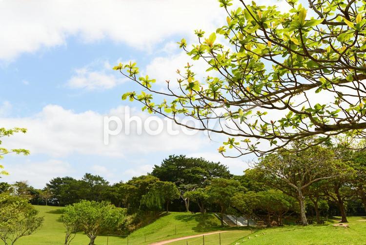 爽やかな青空と新緑 風景,木,植物の写真素材