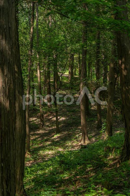笠間芸術の森公園 自然,自然道,木々の写真素材