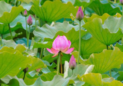 ハス池 ハスの花4ー50 ハス池 ハスの花4ー50 古代ハス,ハス,ハスの花の写真素材