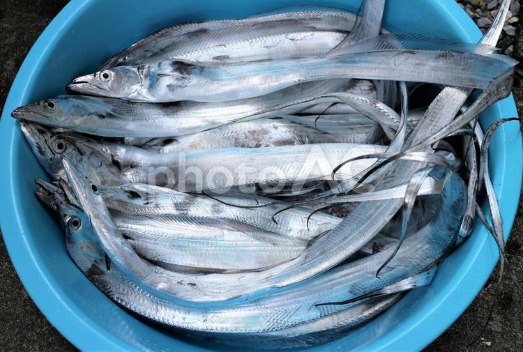 タライの中の大量の太刀魚 たちうお,釣り,太刀魚の写真素材