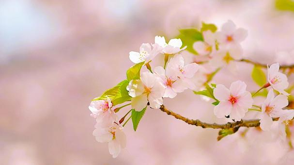 かわいい桜 かわいい桜の写真
