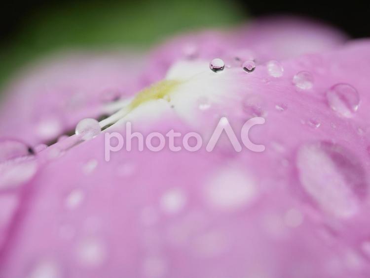 花びらと雨粒のクローズアップ 花びら,花,雨粒の写真素材