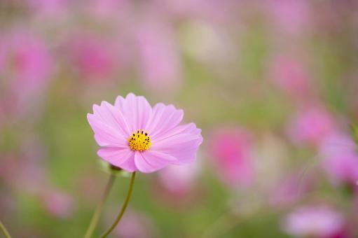 コスモスの写真