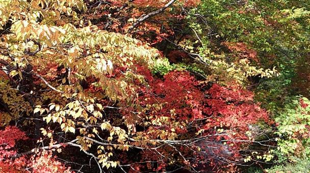 秋の風景 秋の風景の写真