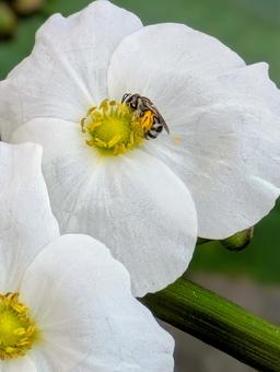 蜂の蜜集め 蜂,花,虫の写真素材