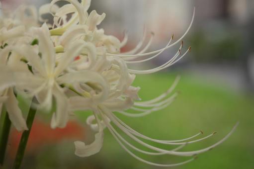 Red spider lilies on a green background, JPG