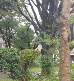 長崎市大橋公園の木々 長崎市大橋公園の木々の写真