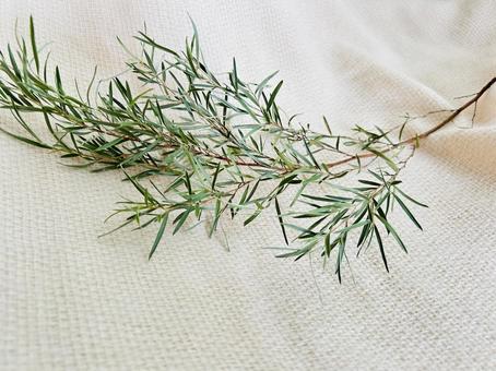 ティーツリーの写真