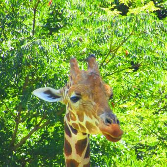 キリン キリンの写真
