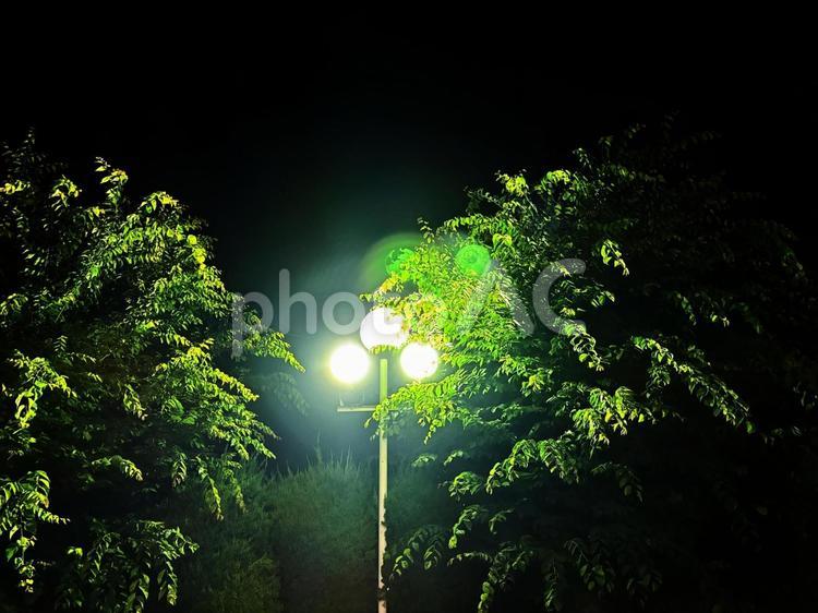街灯に照らされる木02 夜,木,葉の写真素材