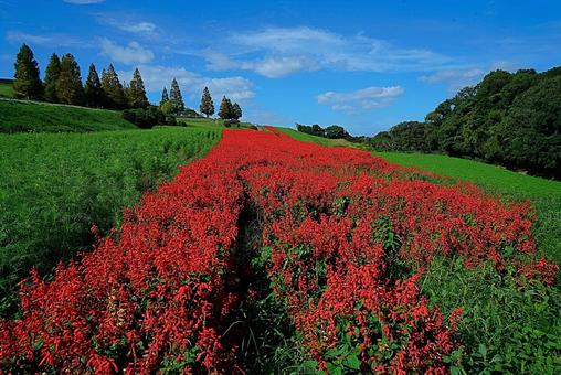 淡路島 あわじ花さじき⑨ サルビア 淡路島 あわじ花さじき⑨ サルビア 兵庫県,あわじ花さじき,サルビアの写真素材