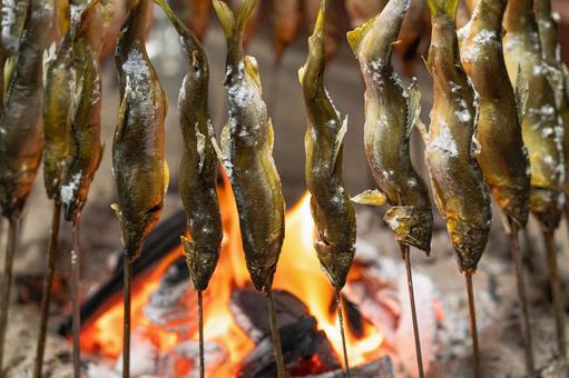 囲炉裏で焼く鮎の塩焼き 囲炉裏で焼く鮎の塩焼き 炭火,鮎,川魚の写真素材
