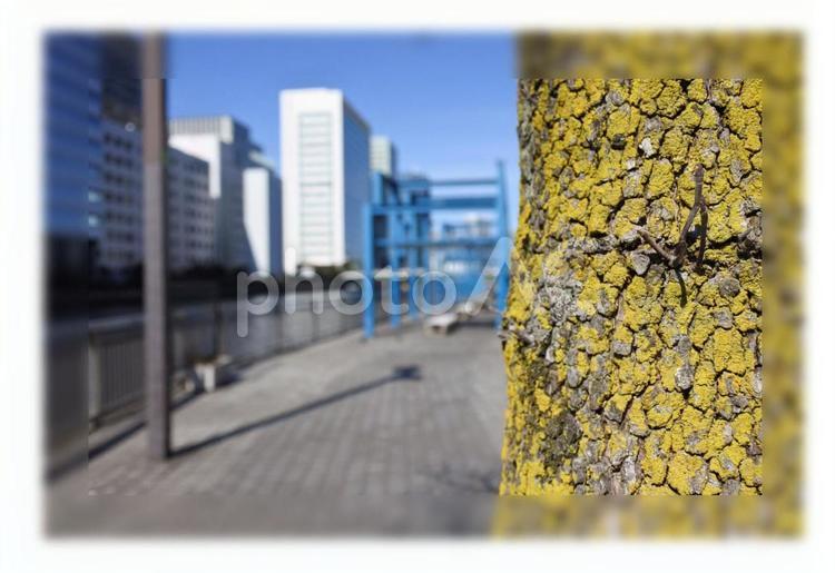 樹皮と運河 樹皮,港区港南,運河の写真素材