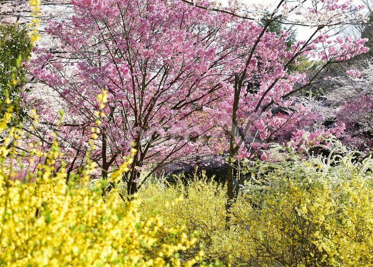 春の色　ピンクの桜の花 桜,満開,春の写真素材