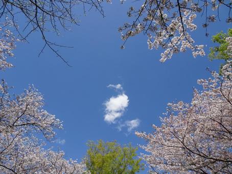 April Cherry Blossoms-65, JPG April Cherry Blossoms-65, JPG