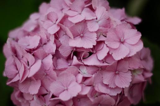 ピンクの紫陽花 ピンクの紫陽花の写真