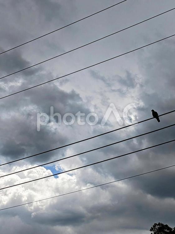 電線にとまる鳩と垂れこめる雲 雲,空,鳩の写真素材
