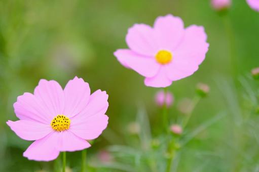 コスモスの写真