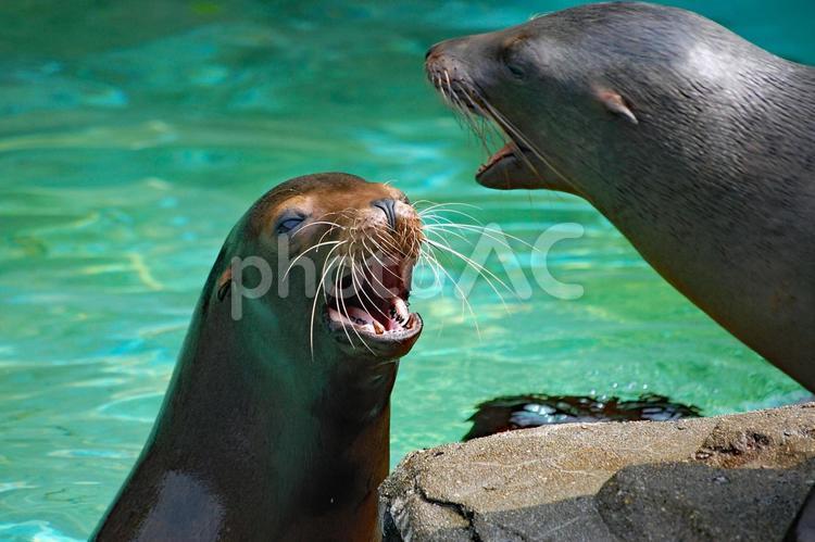 アシカのパパとママのコミュニケーション 動物,哺乳類,動物園の写真素材