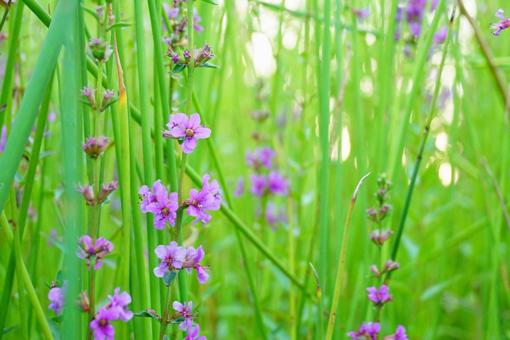 ミソハギの写真