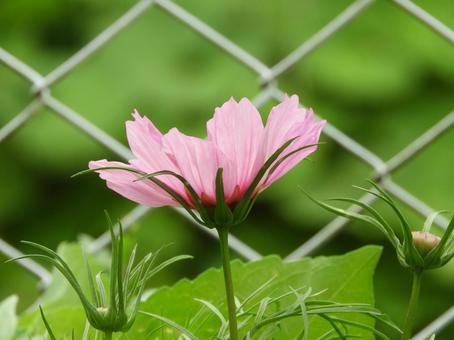コスモス コスモス コスモス,自然,花の写真素材