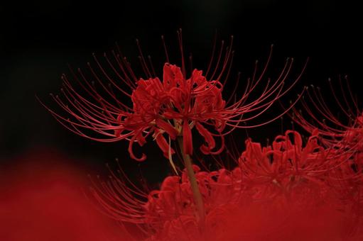 Red and Black Spider Lily-1, JPG Red and Black Spider Lily-1, JPG