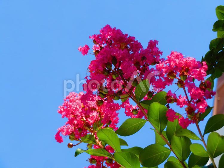 ７月下旬の日中のサルスベリの花 背景,サルスベリ,花の写真素材