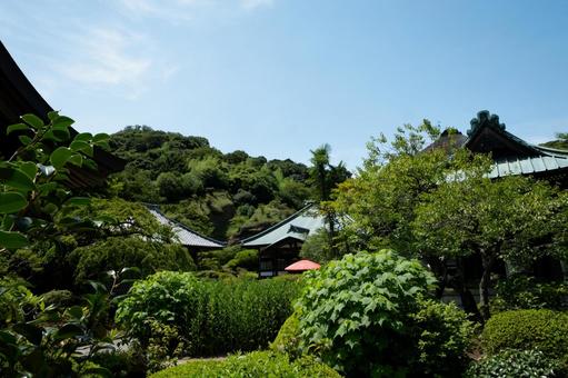 ［神奈川県鎌倉市］海蔵寺｜花の寺 鎌倉,海蔵寺,花の寺の写真素材