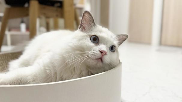 バリバリボウルで寛いでいるグドールの子猫 猫,ペット,かわいいの写真素材