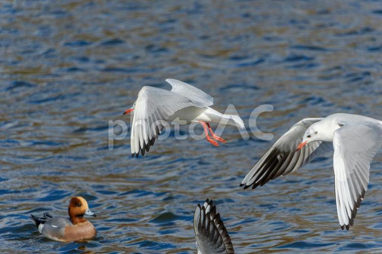 飛翔するユリカモメと水面のヒドリガモ ユリカモメ,ヒドリガモ,鳥の写真素材