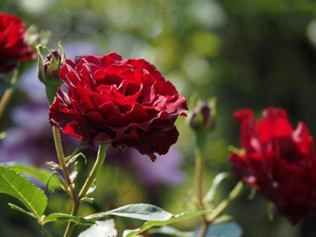 薔薇 薔薇の写真
