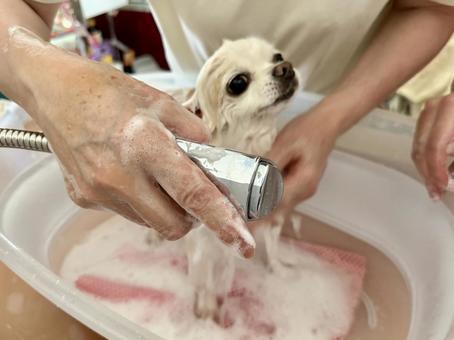白チワワ、シャワーできれいきれい 犬,チワワ,ちわわの写真素材